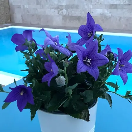 Pensión Ofra Matera