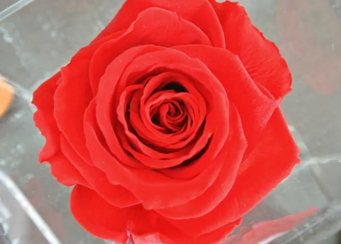 Affittacamere Ofra 4*